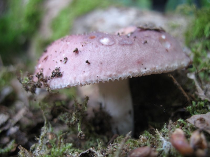 Russula cyanoxantha